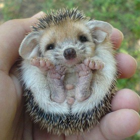 baby-hedgehog_med.jpeg