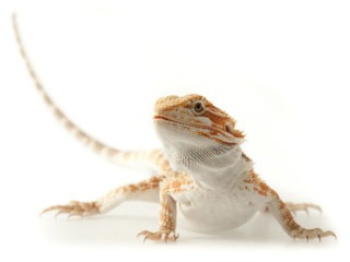 bearded-dragons