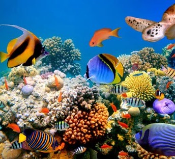 exotic-fish-aquarium_med
