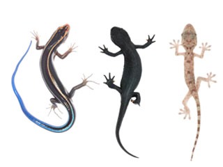 newts