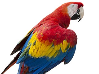 pet-parrot-birmingham