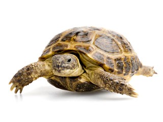 turtle-pet