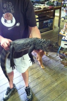 Al the caiman alligator Ed's Pet World Birmingham, AL