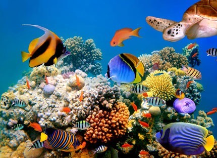 exotic-fish-aquarium_med