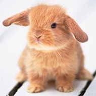 Ed's Pet World has pet bunny rabbits in Birmingham, Alabama